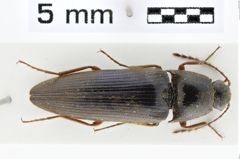 Foto (Dorsalansicht) von Megapenthes rusticus (Schimmel, 2004)